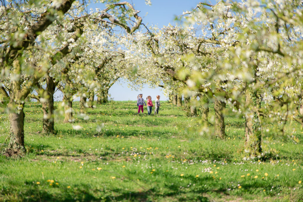 annette_de_la_roche_photography_apple_trees